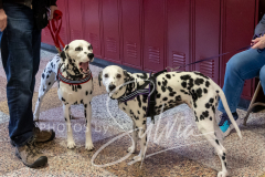 2024-AADTC-Scent-Trial-3-16-3-17-934