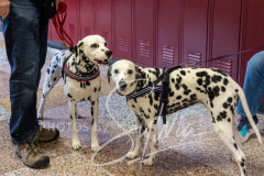 2024-AADTC-Scent-Trial-3-16-3-17-935