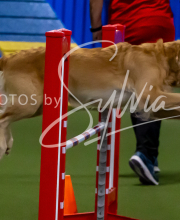 2025-10-11-BANDA-SAT-295