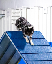 2025-10-11-BANDA-SAT-645