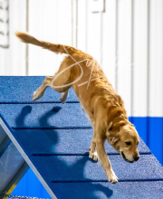 2025-10-11-BANDA-SAT-827