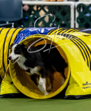 2025-10-12-BANDA-SUN-1014