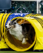 2025-10-12-BANDA-SUN-1088