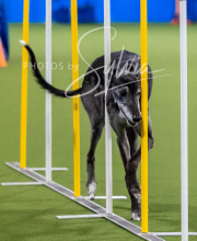 2025-10-12-BANDA-SUN-1110