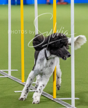 2025-10-12-BANDA-SUN-1165