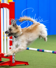 2025-10-12-BANDA-SUN-1260