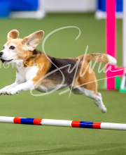 2025-10-12-BANDA-SUN-15