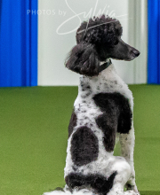 2025-10-12-BANDA-SUN-262