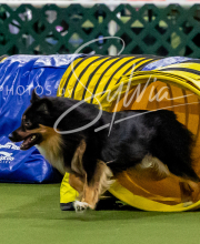 2025-10-12-BANDA-SUN-751