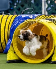 2025-10-12-BANDA-SUN-855