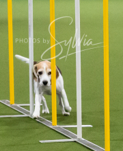 2025-10-12-BANDA-SUN-897