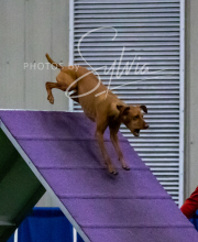 TOLEDO-SAT-5-17-123