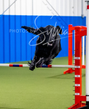 2025-6-29-BANDA-1100