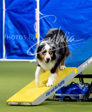 2025-6-29-BANDA-1117