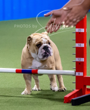 2025-6-29-BANDA-1234