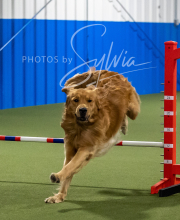 2025-6-29-BANDA-1300