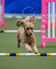 2025-6-29-BANDA-1470