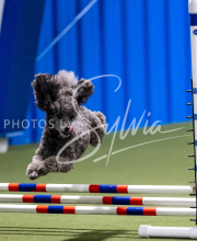 2025-June-Trial-1033