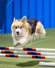 2025-June-Trial-1074