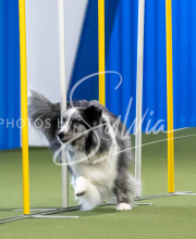 2025-June-Trial-1113