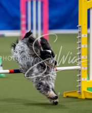 2025-June-Trial-1137