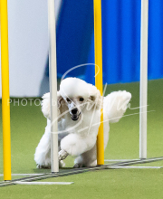 2025-June-Trial-1163