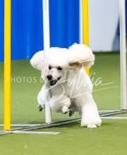 2025-June-Trial-1166