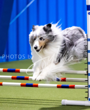 2025-June-Trial-1178