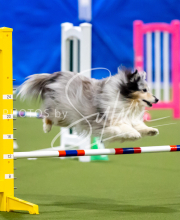 2025-June-Trial-1180