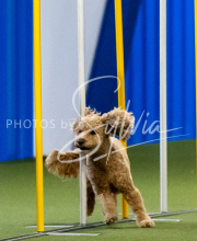 2025-June-Trial-1385