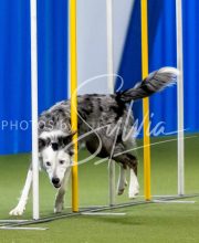 2025-June-Trial-1585