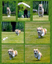 Collage-Corgi_InPixio