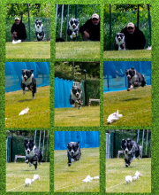 Collage-RUSH_InPixio