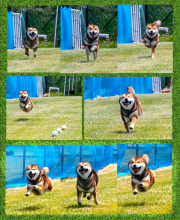 Collage-Smiley2_InPixio