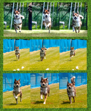 Collage-Smiley3_InPixio