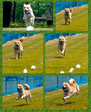 Collage-Smiley4_InPixio