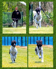 Collage-Tristan_InPixio