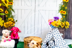 1_26-3-14-Scent-Work-1013