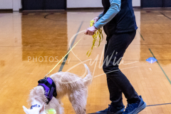 1_26-3-14-Scent-Work-104