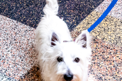 1_26-3-14-Scent-Work-1061