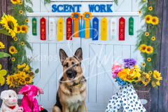 1_26-3-14-Scent-Work-1104