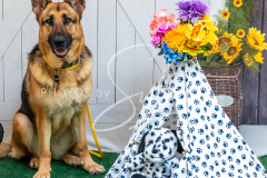 1_26-3-14-Scent-Work-1107-2