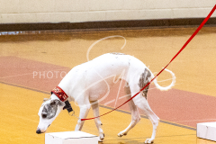 1_26-3-14-Scent-Work-156