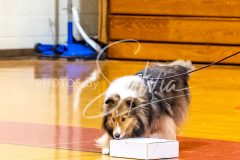 1_26-3-14-Scent-Work-187