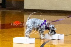 1_26-3-14-Scent-Work-198