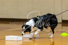 1_26-3-14-Scent-Work-224