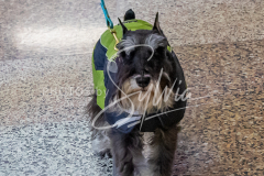 1_26-3-14-Scent-Work-232