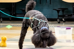 1_26-3-14-Scent-Work-295