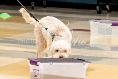 1_26-3-14-Scent-Work-318