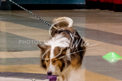 1_26-3-14-Scent-Work-365